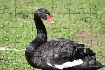 Cigno nero jigsaw puzzle