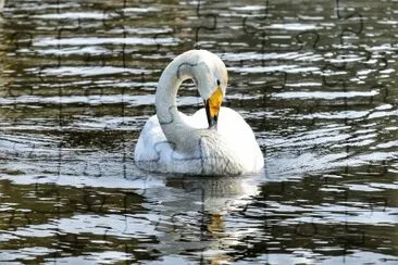 Cigno selvatico