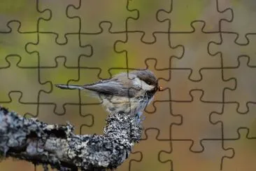 Cincia siberiana jigsaw puzzle