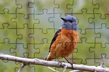 Codirossone jigsaw puzzle