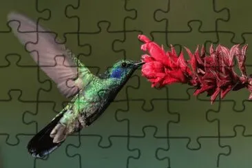 Colibri jigsaw puzzle