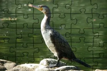 פאזל של Cormorano