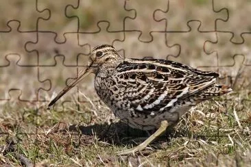 Croccolone jigsaw puzzle