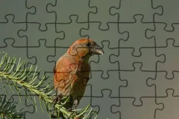 Crociere jigsaw puzzle