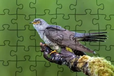 Cuculo jigsaw puzzle