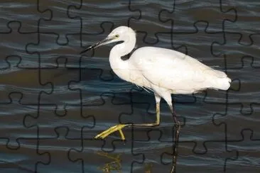 Egretta garzetta jigsaw puzzle