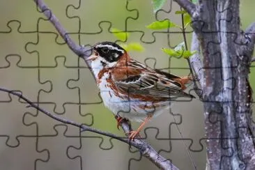 Emberiza jigsaw puzzle