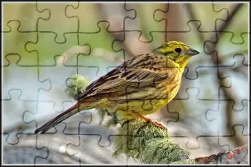 Emberiza citrinella jigsaw puzzle