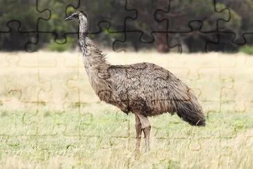 Emu jigsaw puzzle