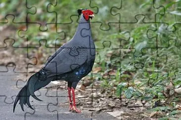 Fagiano siamese fireback jigsaw puzzle