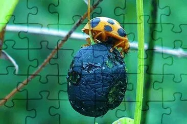 Ladybug4