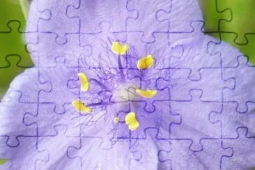 Small purple flower1 jigsaw puzzle