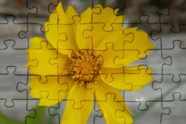 Yellow flower1 jigsaw puzzle