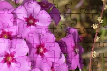 Phlox1 jigsaw puzzle