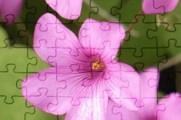 Oxalis (shamrock flower) jigsaw puzzle