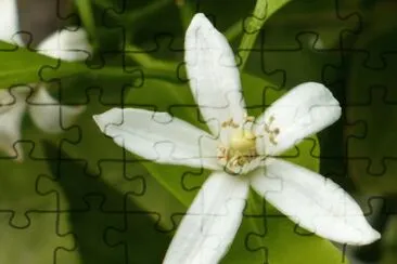 Orange blossom jigsaw puzzle