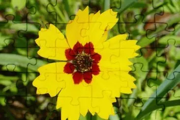 Yellow flower2 jigsaw puzzle