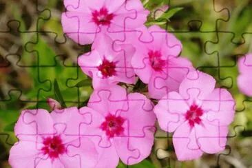 Phlox1 jigsaw puzzle