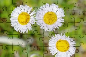 Small daisy-type flower1 jigsaw puzzle