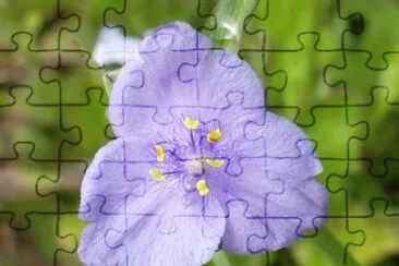 פאזל של Small purple flower1