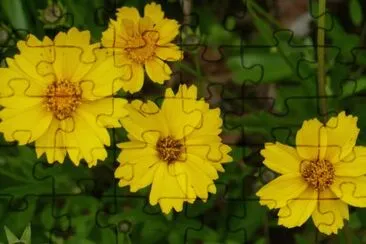 פאזל של Yellow flowers1