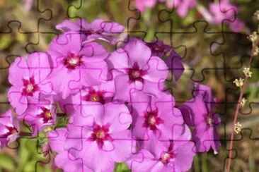 Phlox2 jigsaw puzzle