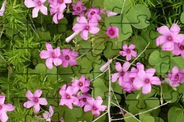 פאזל של Oxalis (shamrock flower)1