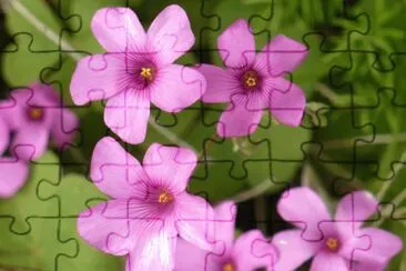 Oxalis (shamrock flower)2 jigsaw puzzle