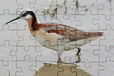 Falaropo di Winson jigsaw puzzle