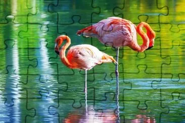 Fenicottro rosa al trasimeno jigsaw puzzle