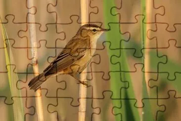 Forapaglie jigsaw puzzle