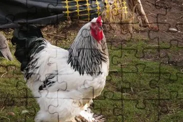 פאזל של Gallina brahma