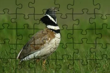 Gallina prataiola jigsaw puzzle