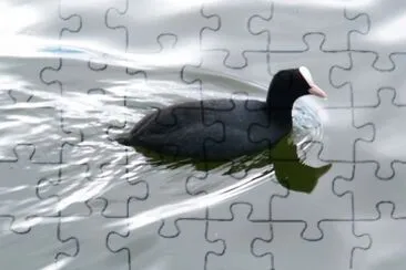 Gallinella d 'acqua jigsaw puzzle