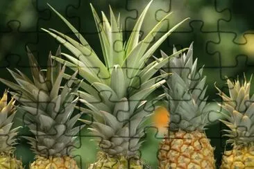 PiÃ±a