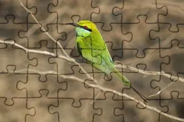 Gruccione verde jigsaw puzzle