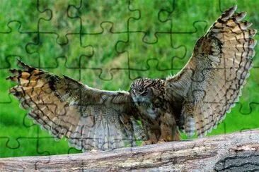 Gufo della foresta jigsaw puzzle