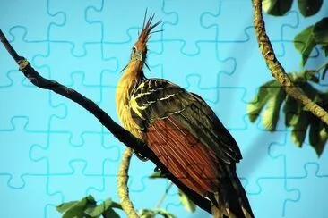 Hoatzin jigsaw puzzle