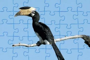 Hornbill jigsaw puzzle