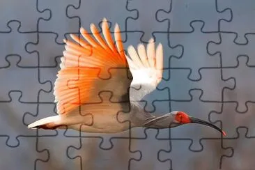 Ibis crestato jigsaw puzzle