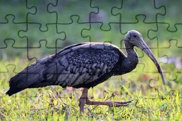 Ibis gigante jigsaw puzzle