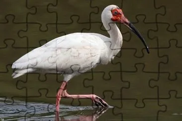 Ibis bianco jigsaw puzzle