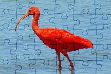 Ibis rosso jigsaw puzzle