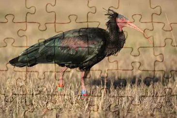 Ibis eremita jigsaw puzzle