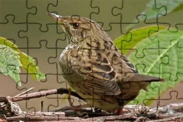 Locustella lanceolata jigsaw puzzle