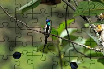 Loddigesia jigsaw puzzle