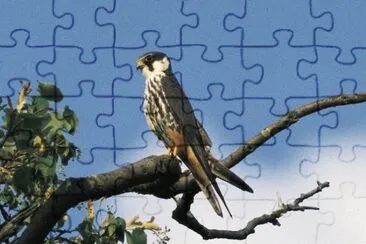 Lodaiolo jigsaw puzzle