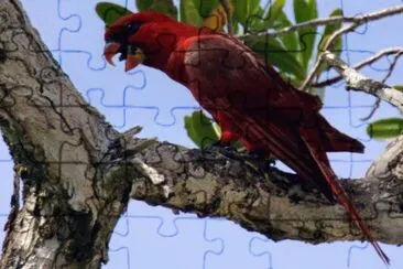 Lori cardinale jigsaw puzzle