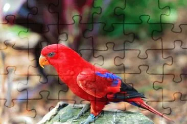 Lori rosso jigsaw puzzle