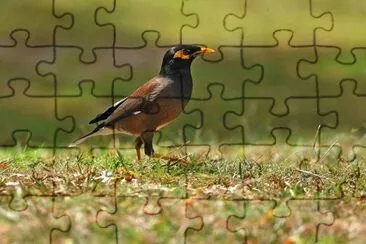 Maina comune jigsaw puzzle